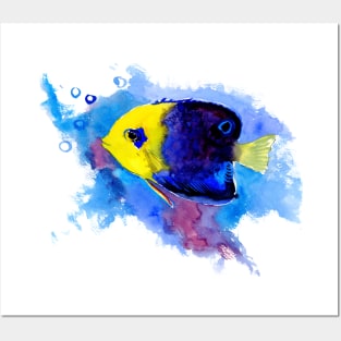 Pygmy Angelfish Posters and Art